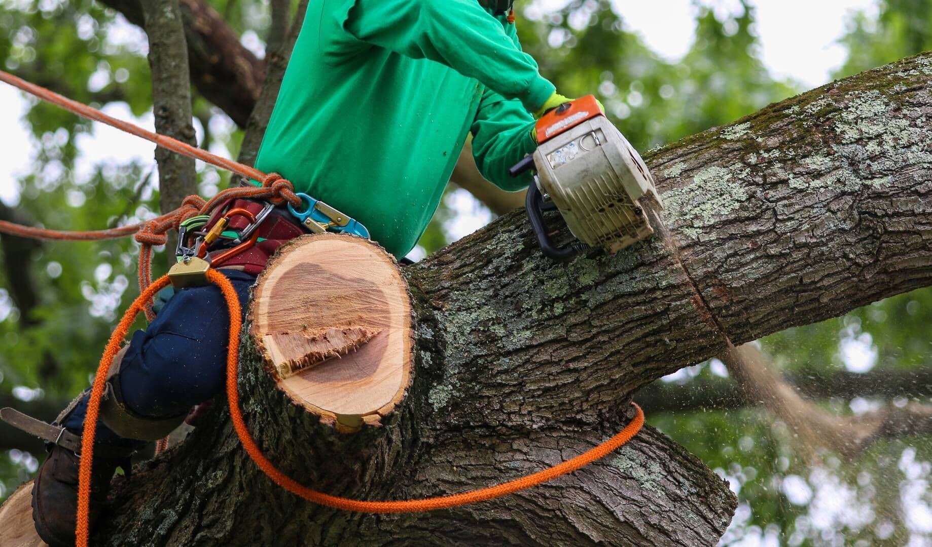 Crew performing a tree removal in Amarillo