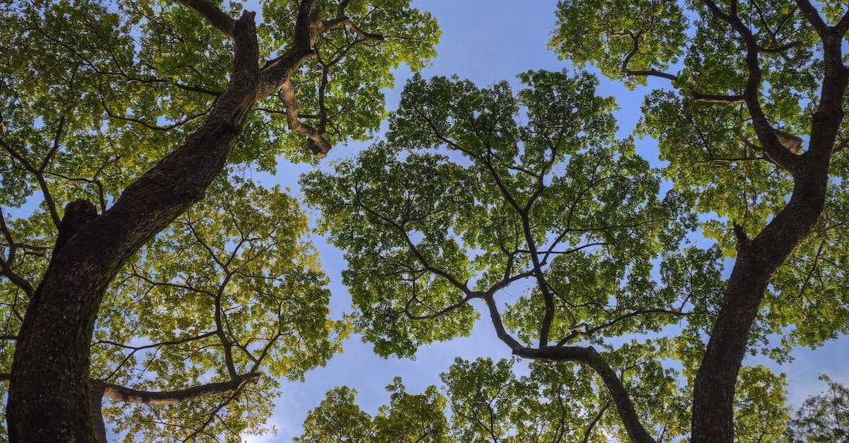 Tree Service in Amarillo TX