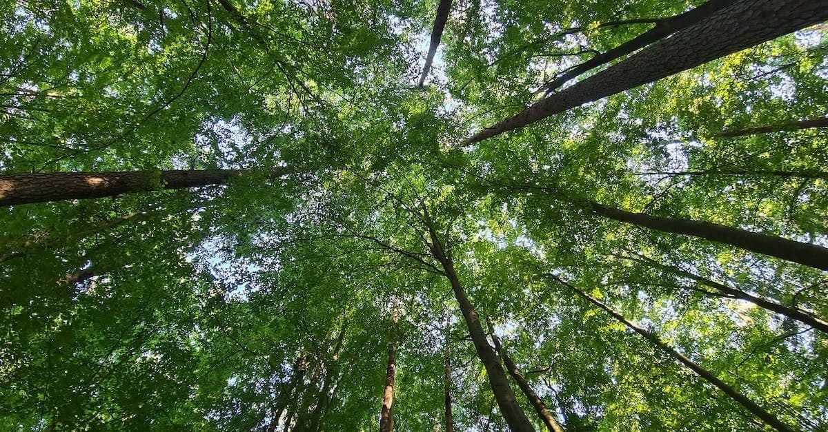 Commercial Tree Service in Amarillo TX